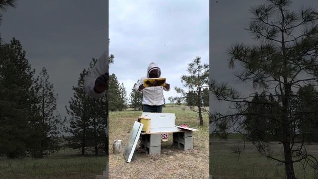Week 3 Beehive Inspection Hive 2 Queen Petra Pan