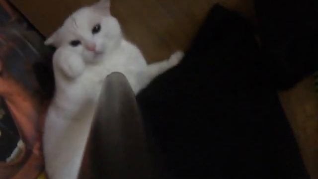 Кошка VS Пылесос