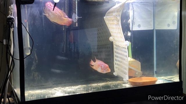 Flowerhorn Breeding Setup for the Immersive Breeder смотреть онлайн