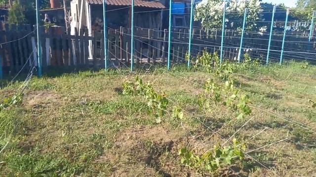 заморозки на винограднике смотреть онлайн