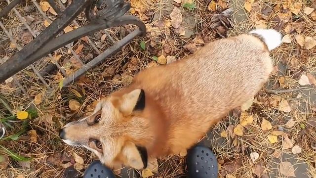 Ли Сяо. Алиса - Лиса / Прикольные Моменты с Алисой ч. 36 / Alice the Fox смотреть онлайн