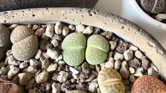 Литопсы/ Lithops. Мода на общую посадку. Мои рекомендации. 28.10.24 смотреть онлайн