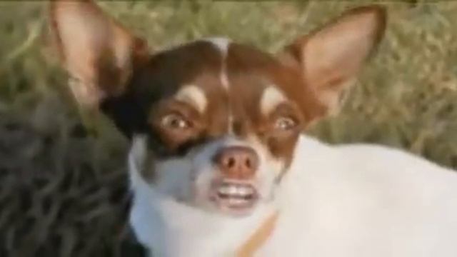 toyota auris_ dogs.mp4 смотреть онлайн