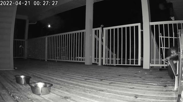 HIDDEN CAMERA Catches CUTEST SKUNK Stealing Food смотреть онлайн