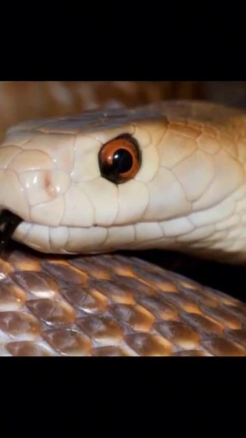 Самая токсичная из сухопутных змей на планете 🌍 смотреть онлайн