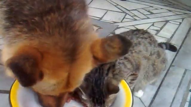 овчарка и кот едят из одной миски.mp4 смотреть онлайн
