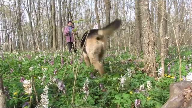 Гуляем с Лари...17 апреля...весна...волшебно красиво... смотреть онлайн