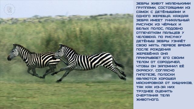 Мир малышам. Зебра смотреть онлайн