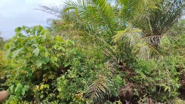 BOSS SAWIT❗HERAN LIHAT HASIL PANEN 2 HEKTAR BIKIN PUSING KEPALA