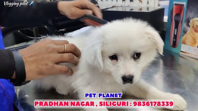 PET PLANET | Siliguri's most loved PET CLINIC | 24X7 DOCTOR AVAILABLE смотреть онлайн