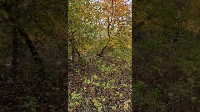 Осенний отдых в саду.#Ципленок табака гриль на костре. смотреть онлайн