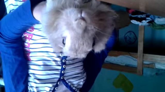 Декоративний кролик Пуся смотреть онлайн