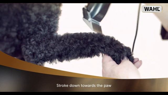 WAHL - Dog Clipping Tutorial - SS PRO смотреть онлайн