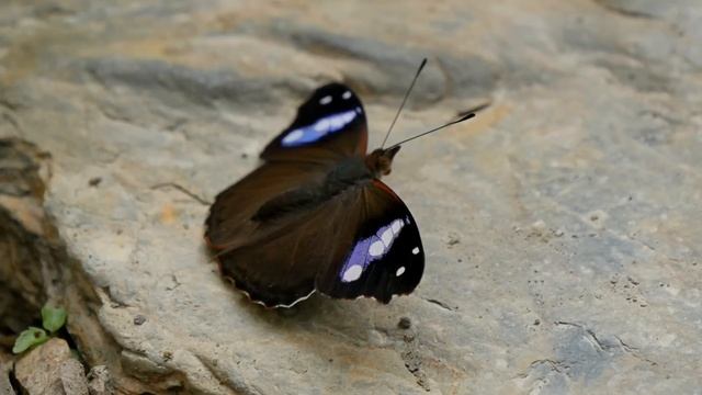 Bolivian Butterflies in 4K смотреть онлайн