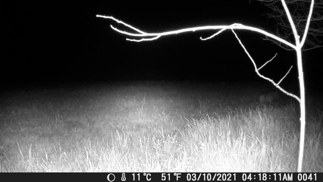 Bobcat caught on field camera смотреть онлайн