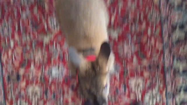 ACHIEVEMENT UNLOCKED!!! Welby the wallaby comes when called смотреть онлайн