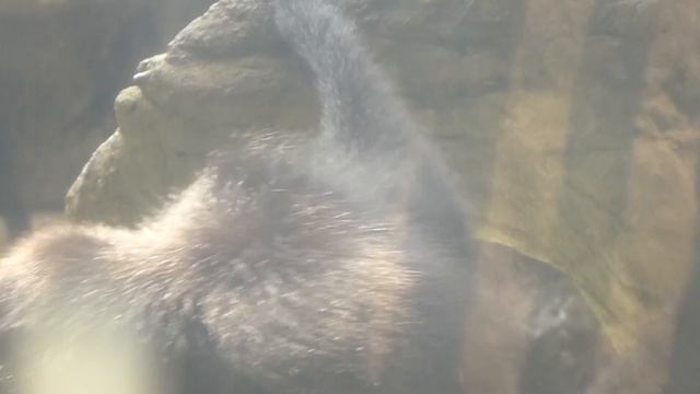 mono araña maquisapa marimonda marimono koatá atelo Ateles hybridus fusciceps смотреть онлайн