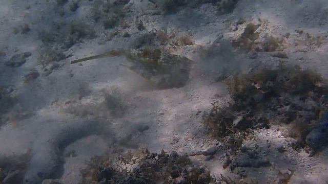 Lactoria cornuta- Cowfish on Guam смотреть онлайн