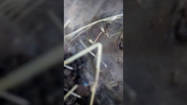 мой новий питомец ящерица оливер смотреть онлайн