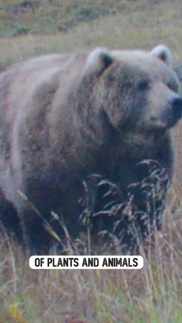 The Biggest Bear in the World #shorts смотреть онлайн