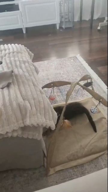 ЗверьЁмоё- Кошачьи игры #cats #catshorts #catsofyoutube смотреть онлайн