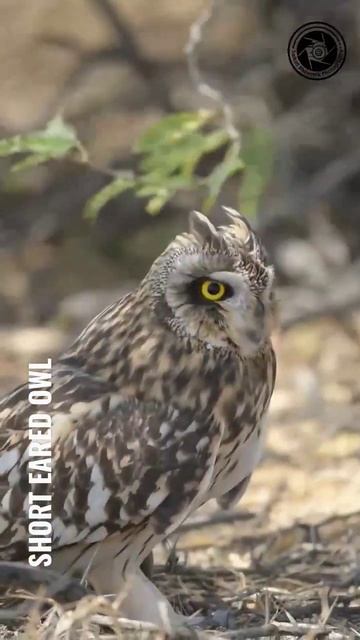 #youtubeshorts #birds #bbcearth #nikon смотреть онлайн