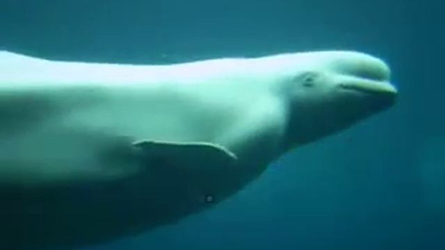 the beluga at vancouver aquarium :) смотреть онлайн