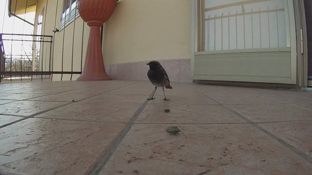 il sacrificio di una cimice смотреть онлайн