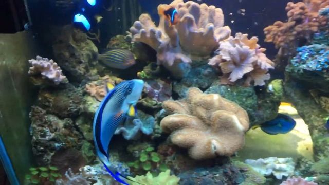 Copperband butterflyfish with Soft Coral . смотреть онлайн