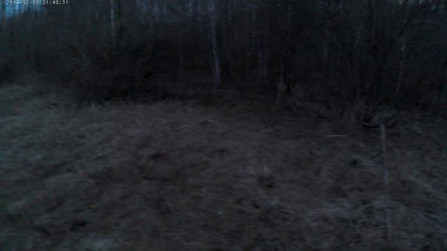 Hunting for a woodcock. That's what traction is))) Охота на вальдшнепа.Вот что такое тяга))) смотреть онлайн