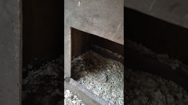 Яиц на еду нет. Все курица забрала на вывод. смотреть онлайн