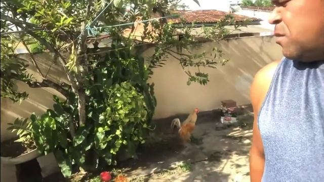 GALO CEGO e seu galo e a historia de PINGO DE OURO 😂😂😂 смотреть онлайн