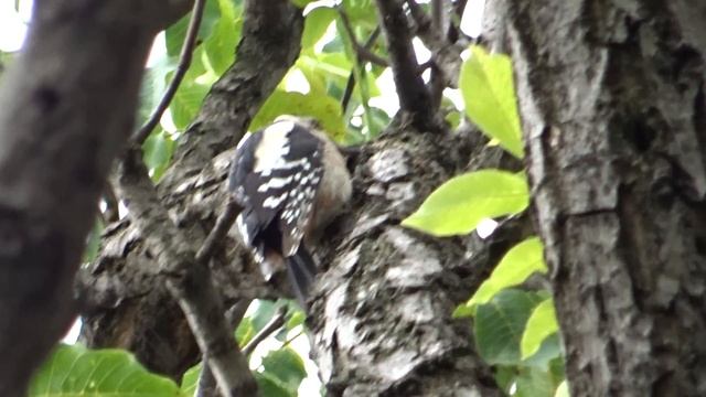 Голям пъстър кълвач (Dendrocopos major) смотреть онлайн