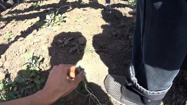 Потек новый распределитель на МТЗ 82.1. Подготовка сеялки СУПН - 8 Культиватор оставляет сорняк!