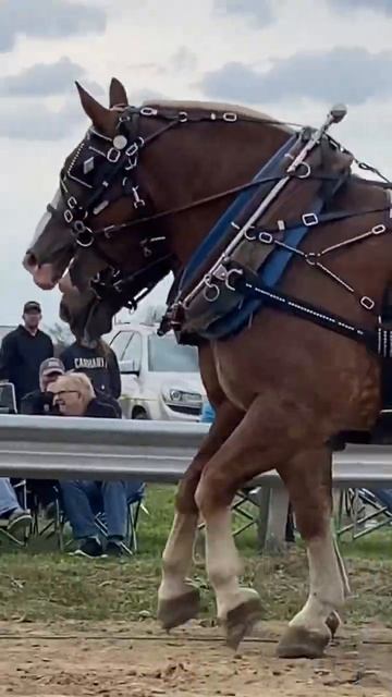 Big horses everywhere #michigan #horse #belgian #drafthorses #pulls смотреть онлайн