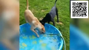 Смешные животные без озвучки! Самые смешные животные в видео! Приколы с животными