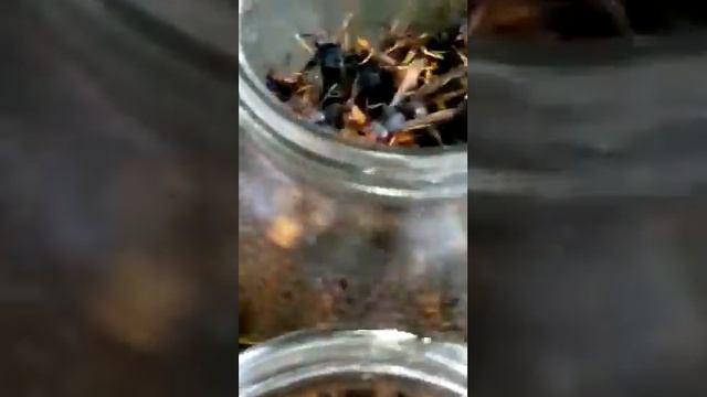 Vespa velutina: trampa casera смотреть онлайн