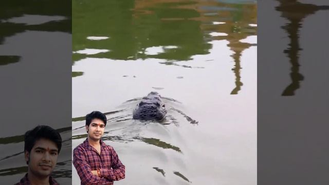 RC Crocodile 🔥 Chaudhary gadgets #chaudharygadgets #amazon #shorts #ytshorts смотреть онлайн