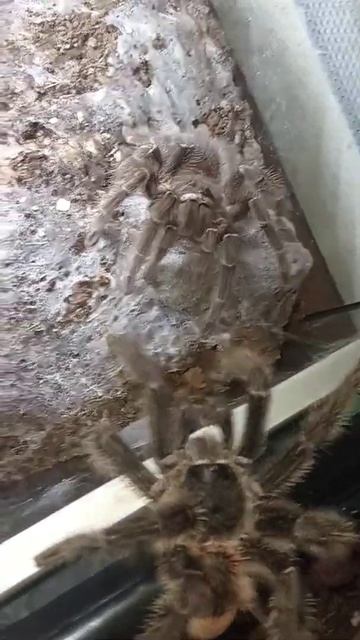 lasiodora parahybana смотреть онлайн