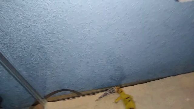 Feeding time for mondo gecko смотреть онлайн