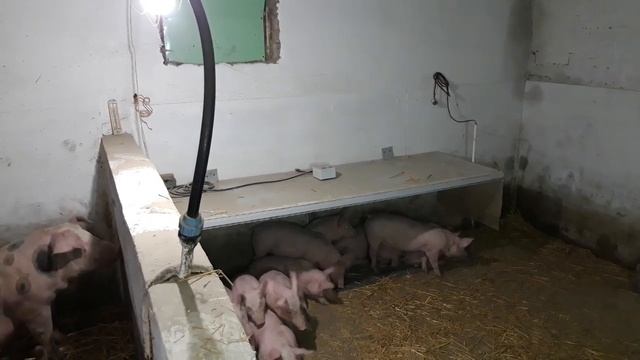 Вони навіть і не відчули змін, після відлучки❗👍 смотреть онлайн