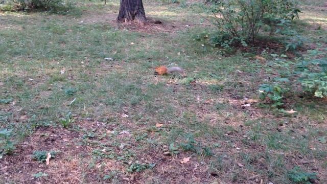 Беличий завтрак в "Сказке" смотреть онлайн