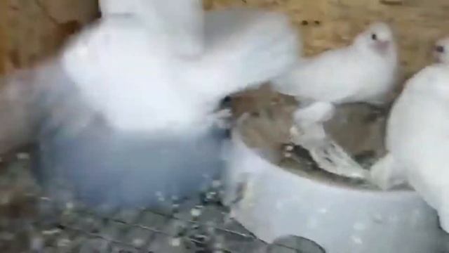 🕊️Обзор моих весенних пискунов. (Часть 2). Голуби на заказ. Голубевод Sergej и Alex Peters. Germany смотреть онлайн