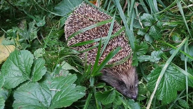 ёжик смотреть онлайн