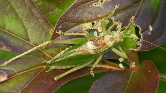 Bush cricket stridulation смотреть онлайн
