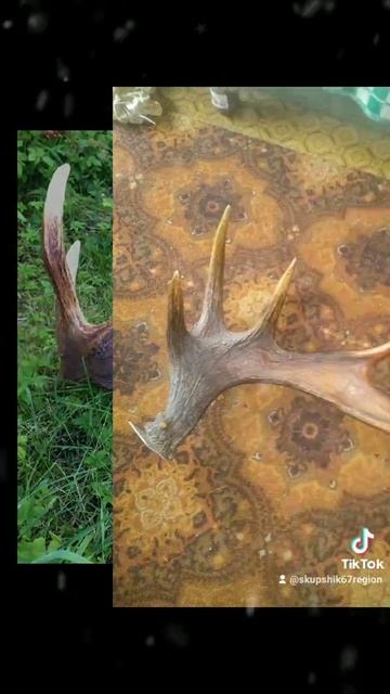 Покупаем Рога Лося оленя по Смоленской области +7-900-224-8621 смотреть онлайн