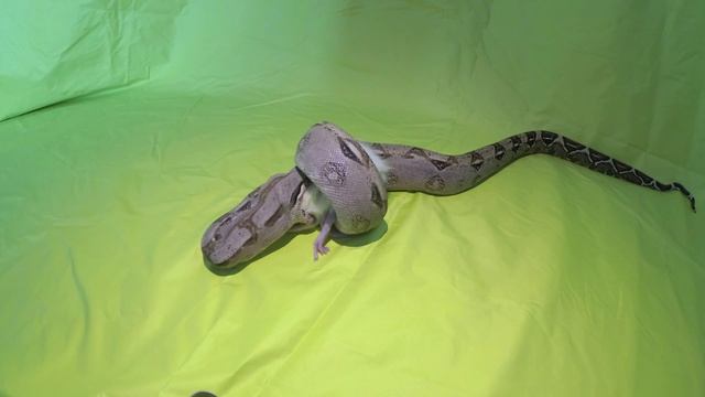 Snake vs Mouse "white mouse" смотреть онлайн