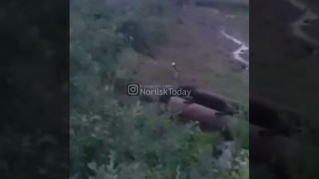 В Норильске пёс отогнал медведя смотреть онлайн