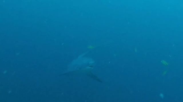 Thresher Sharks of Monad Shoal смотреть онлайн