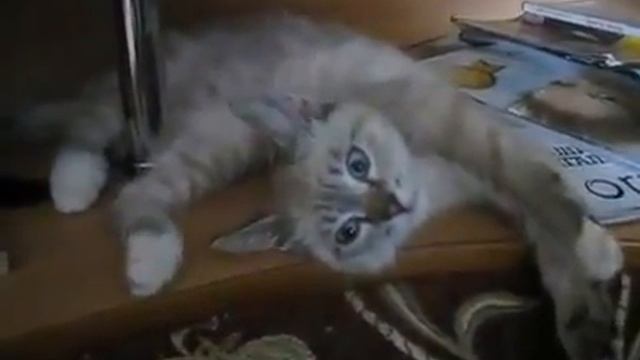 Прикол! Кот замер!))))0 смотреть онлайн